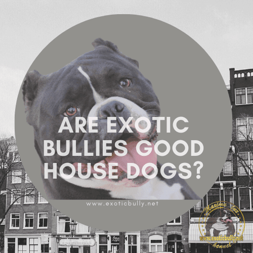 Are-exotic-bullies-good-house-dogs