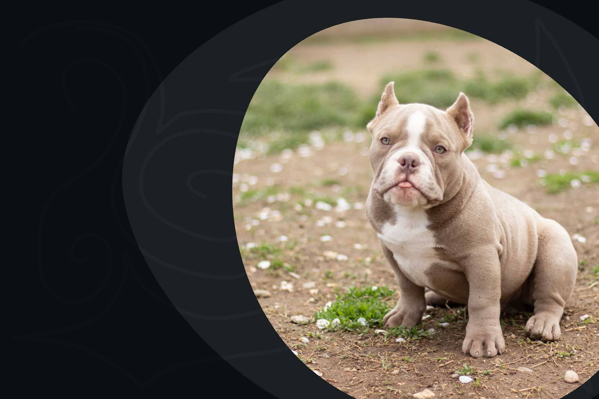 American Exotic Bully Breeder Kennel Europe