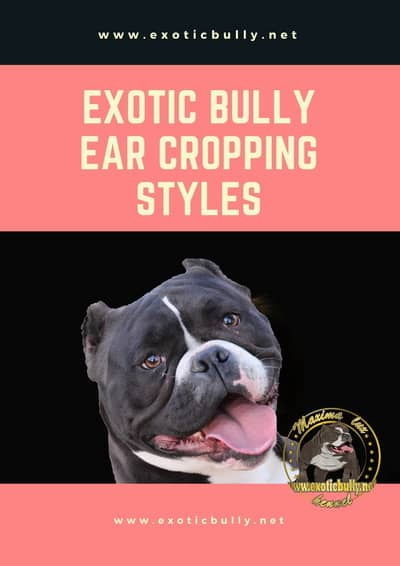american exotic bully ear cropping styles