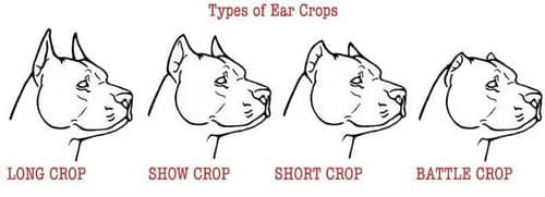 american bully ear cropping styles