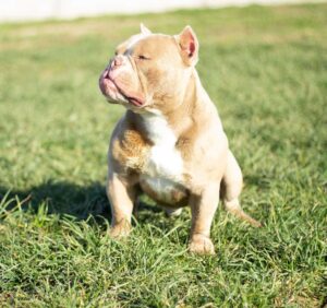 American exotic bully